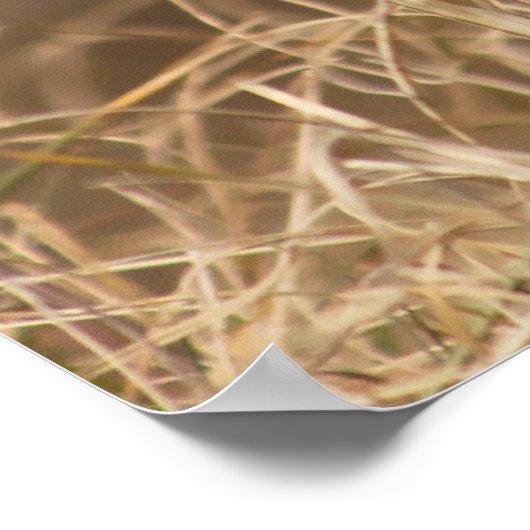 Wild Pheasant Poster (Ecke)