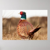 Wild Pheasant Poster (Vorne)