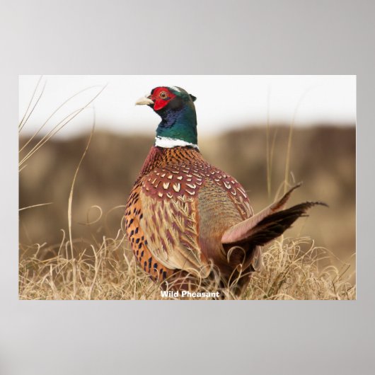 Wild Pheasant Poster (Vorne)