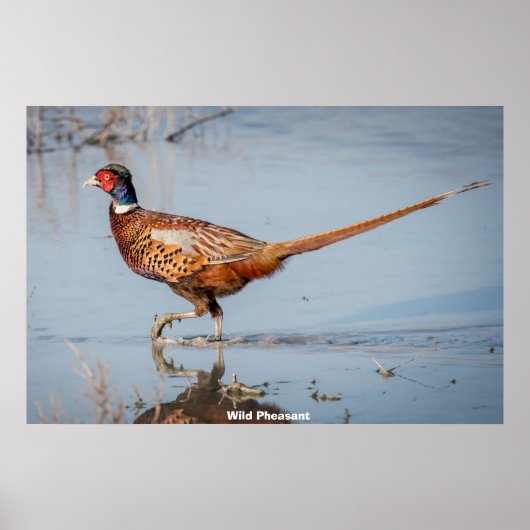 Wild Pheasant Poster (Vorne)