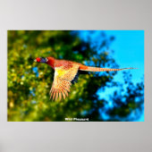 Wild Pheasant Poster (Vorne)