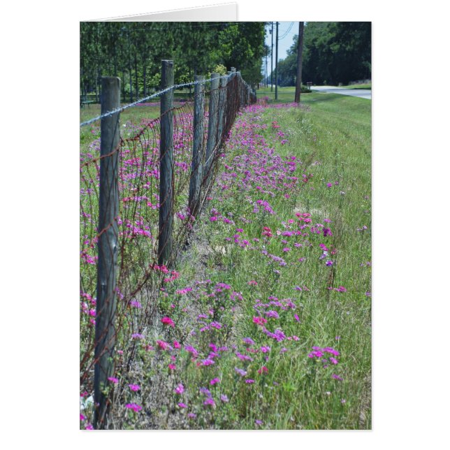 Wild Phlox Card (Vorne)