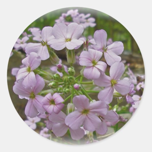 Wild Phlox Stickers (Vorderseite)