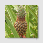 Wild Pineapple Tropical Fruit in Nature Gästebuch (Rückseite)