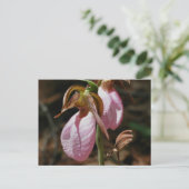 Wild Pink Lady Slipper Blume Postkarte (Stehend Vorderseite)