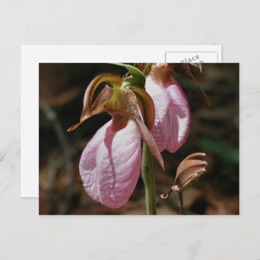 Wild Pink Lady Slipper Blume Postkarte (Vorne/Hinten)