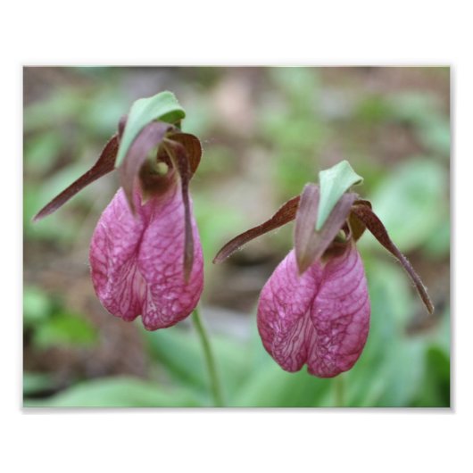 Wild Pink Lady Slipper Orchid Blume Pair 8x10 Fotodruck (Vorne)