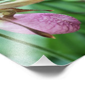Wild Pink Lady Slipper Orchid Pair 8x10 Fotodruck (Ecke)
