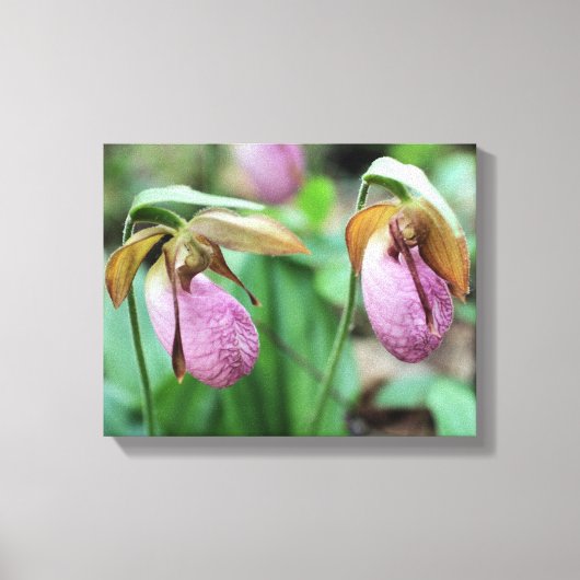 Wild Pink Lady Slipper Orchid Pair Leinwanddruck (Vorderseite)