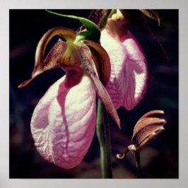 Wild Pink Lady Slipper Orchid Pair Nah Poster