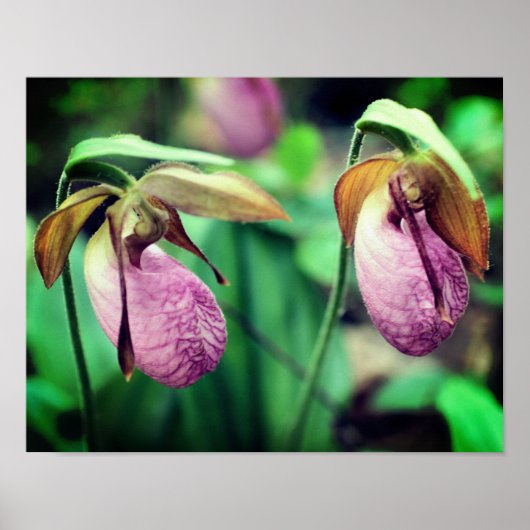 Wild Pink Lady Slipper Orchid Pair Poster (Vorne)