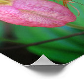 Wild-Pink-Lady Slipper Orchid und Evergreens Poster (Ecke)