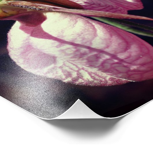 Wild Pink Lady Slipper Orchideenpaare Nah 8x8 Fotodruck (Ecke)