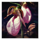Wild Pink Lady Slipper Orchideenpaare Nah 8x8 Fotodruck (Vorne)