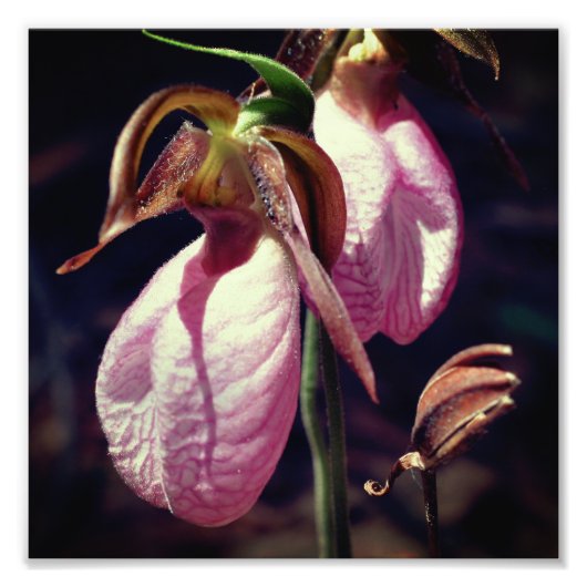 Wild Pink Lady Slipper Orchideenpaare Nah 8x8 Fotodruck (Vorne)