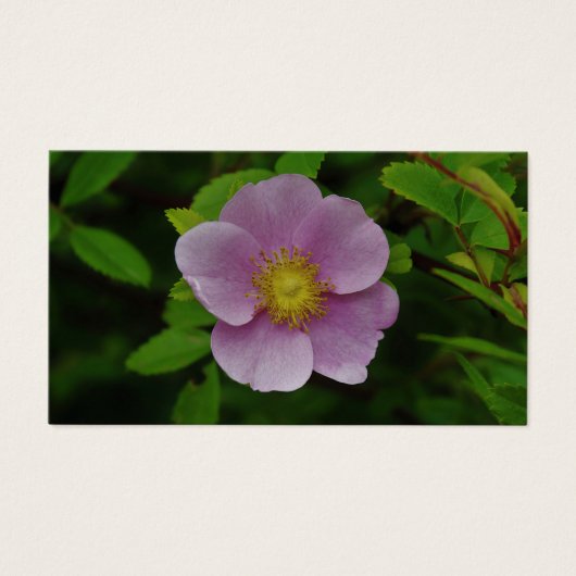 Wild Pink Rose (Vorderseite)