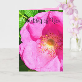 Wild Pink Rose Foto Vertrauen in die Lord Bible Ve Karte