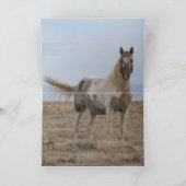 Wild Pintaloosa Stallion Greeting Card Einladung (Innenseite)
