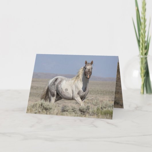 Wild Pintaloosa Stallion Greeting Card Einladung (Vorderseite)