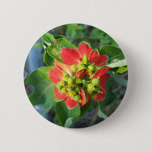 Wild Poinsettia Button