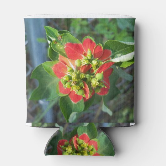 Wild Poinsettia Dosenkühler (Rückseite)