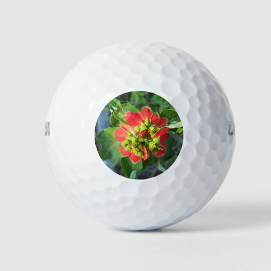 Wild Poinsettia Golfball (Vorderseite)