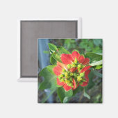 Wild Poinsettia Magnet (Vorderseite/Rückseite)