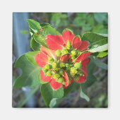 Wild Poinsettia Magnet (Vorne)