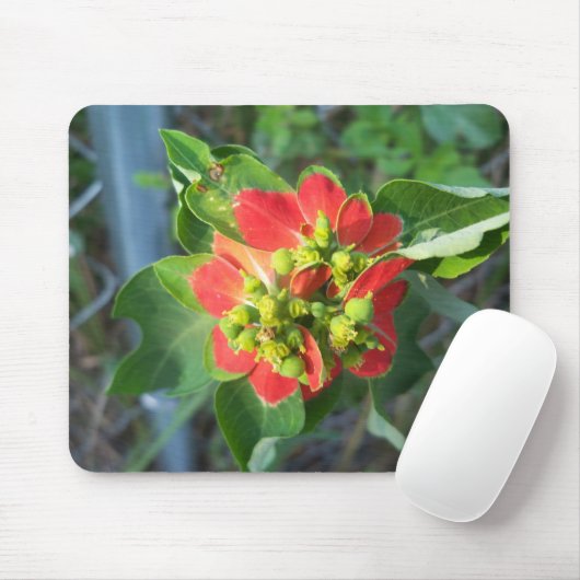 Wild Poinsettia Mousepad (Mit Mouse)