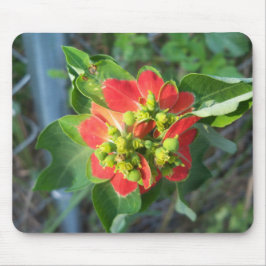 Wild Poinsettia Mousepad