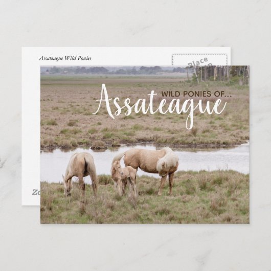 Wild Ponies Assateague - Karten (Vorne/Hinten)