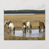 Wild Pony Postkarte (Vorderseite)