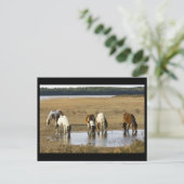 Wild Pony Postkarte (Stehend Vorderseite)
