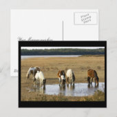 Wild Pony Postkarte (Vorne/Hinten)