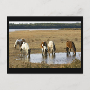 Wild Pony Postkarte