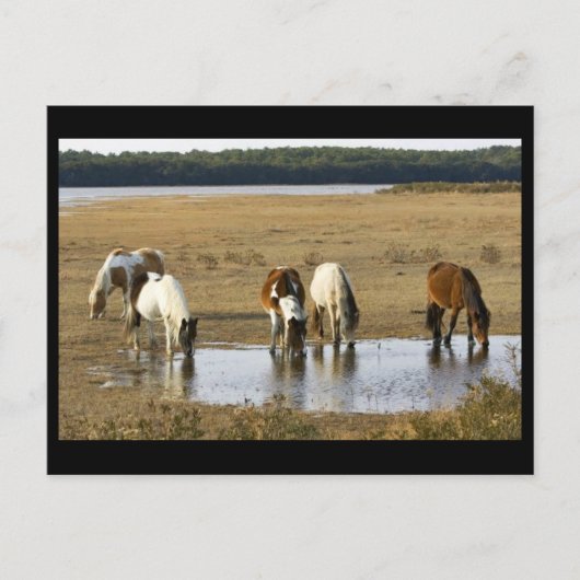 Wild Pony Postkarte (Vorderseite)