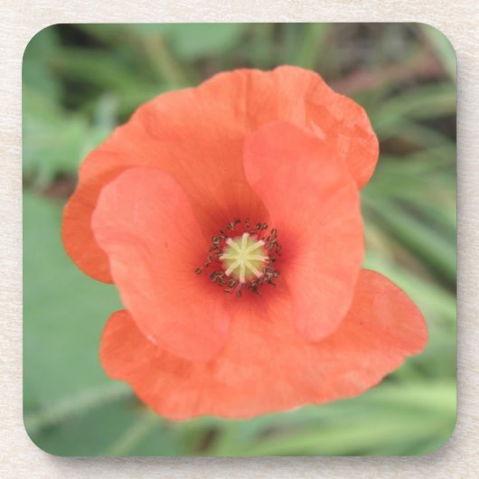 Wild Poppy Blume Cork Untersetzer (Vorderseite)