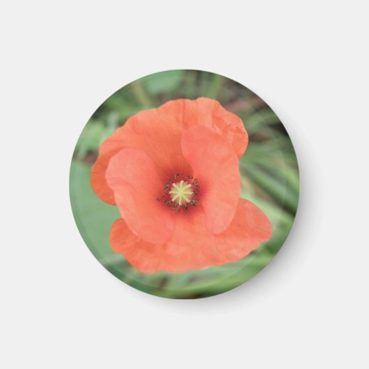 Wild Poppy Blume Magnet (Vorne)
