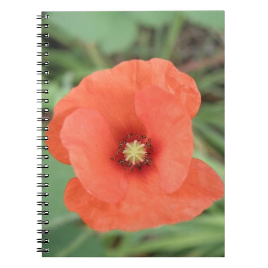 Wild Poppy Blume Notebook Notizblock (Vorderseite)