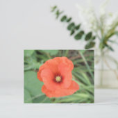 Wild Poppy Blume Postcard Postkarte (Stehend Vorderseite)