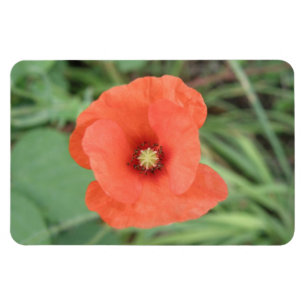 Wild Poppy Blume Premium Magnet
