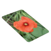 Wild Poppy Blume Premium Magnet (Rechte Seite)