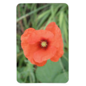 Wild Poppy Blume Premium Magnet (Vertikal)