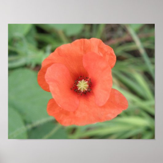 Wild Poppy Blume Print Poster (Vorne)