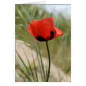 Wild Poppy Card (Vorne)