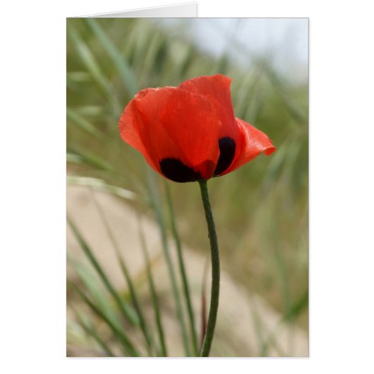 Wild Poppy Card (Vorne)