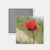 Wild Poppy Magnet (Vorderseite/Rückseite)