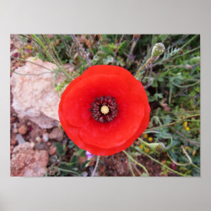 Wild Poppy Poster