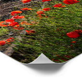 Wild poppy poster (Ecke)