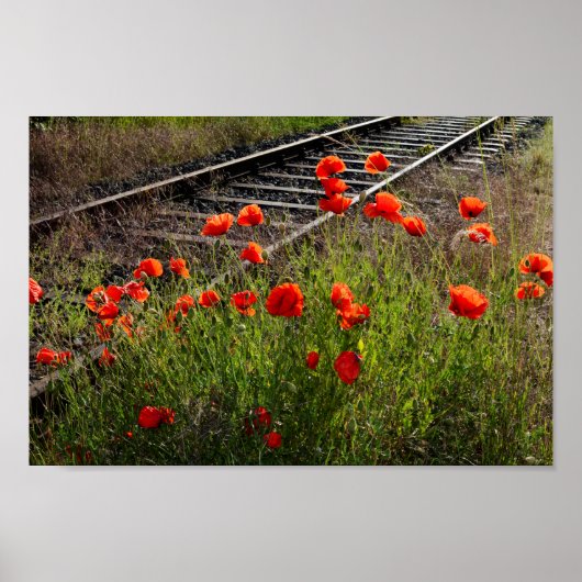 Wild poppy poster (Vorne)